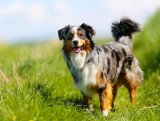 image for Pet Sitting