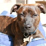 image for Dog Sitting