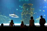 image for A Trip to the Aquarium