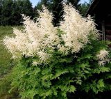 image for Aruncus Dioicus