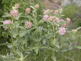 image for Milkweed - Asclepias Speciosa
