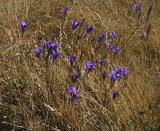 image for Brodiaea Elegans