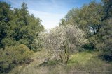 image for Ceanothus cuneatus ssp. cuneatus &lsquo;Adair Villiage&rsquo;