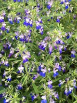 image for Collinsia Grandiflora