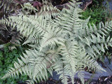 image for Fern - Athyrium Ghost