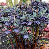 image for Helleborus Orientalis - Onyx Odyssey
