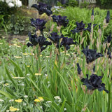 image for Iris Germanica - Before The Storm Fragrant Bearded Iris