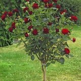 image for Rosa Hybrida Black Baccara - Black Baccara Hybrid Tea Rose