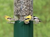 image for Birdfeeder!